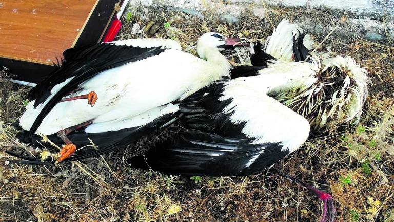 Más de 50 aves fallecen electrocutadas en el vertedero Más de 50 aves fallecen electrocutadas en el vertedero