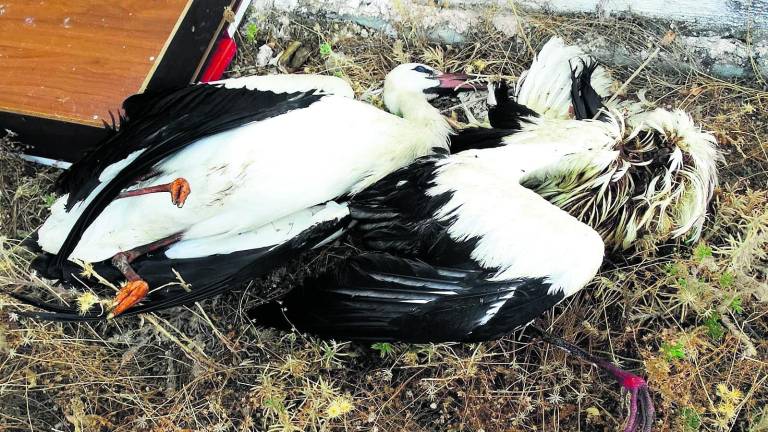 Más de 50 aves fallecen electrocutadas en el vertedero