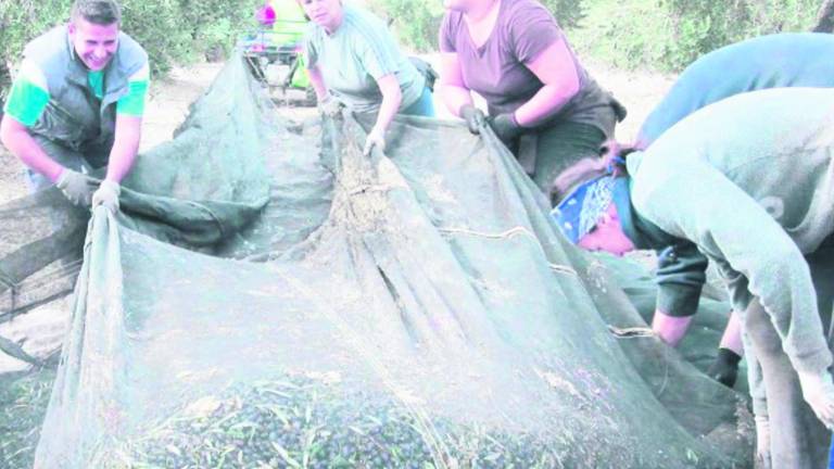 Las oportunidades escasean en el sector agrario para ellas