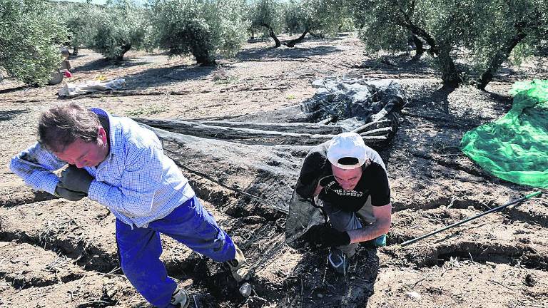 El jornal de la aceituna: 53,42 euros El jornal de la aceituna: 53,42 euros