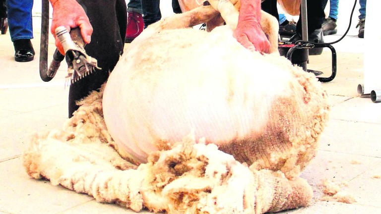 El arte y la tradición del esquileo de la oveja segureña