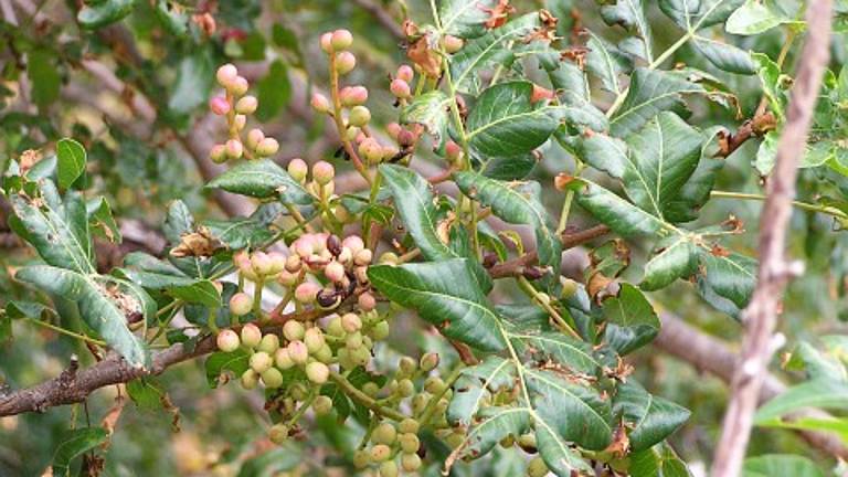 Estudiantes participan en una plantación experimental