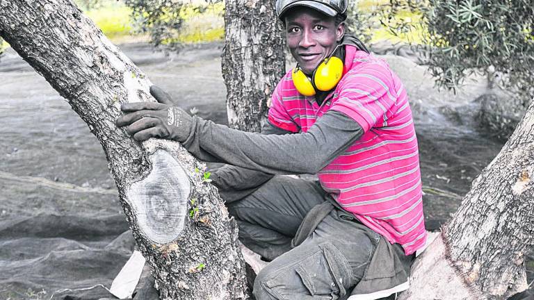 Sudor negro en el olivar