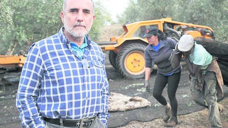 Sudor negro en el olivar Sudor negro en el olivar