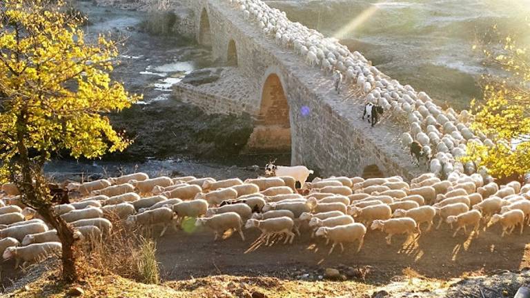 La trashumancia pide una mayor colaboración de los ayuntamientos La trashumancia pide una mayor colaboración de los ayuntamientos