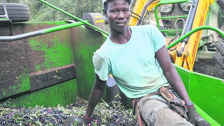 Sudor negro en el olivar