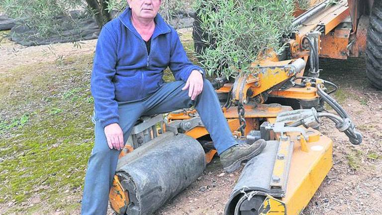 Sudor negro en el olivar