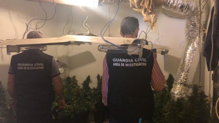 La Guardia Civil interviene 570 plantas de marihuana