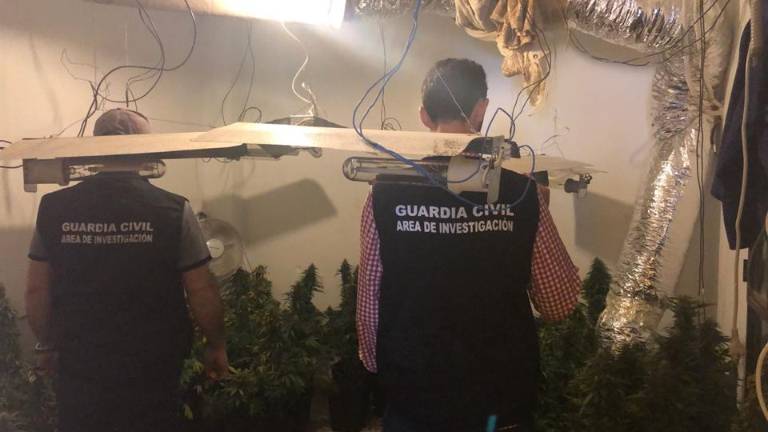 La Guardia Civil interviene 570 plantas de marihuana