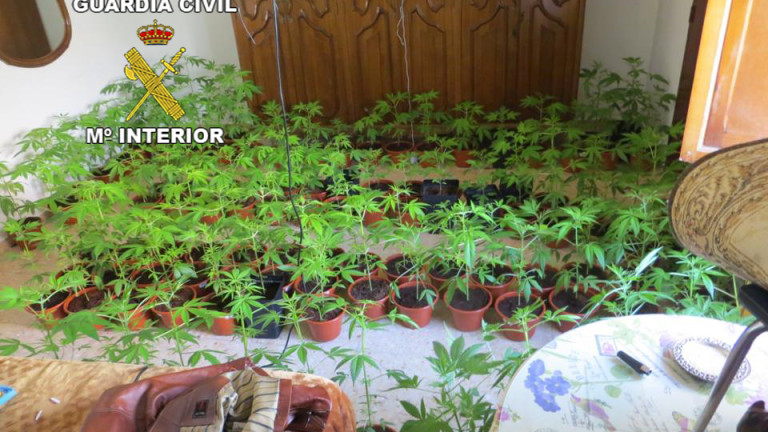 Dos detenidos en Alcaudete por cultivar marihuana