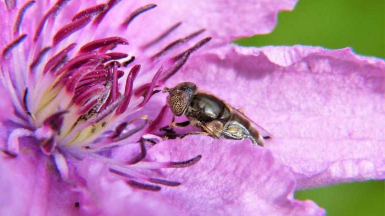 Un nuevo método detecta pesticidas en polen y néctar