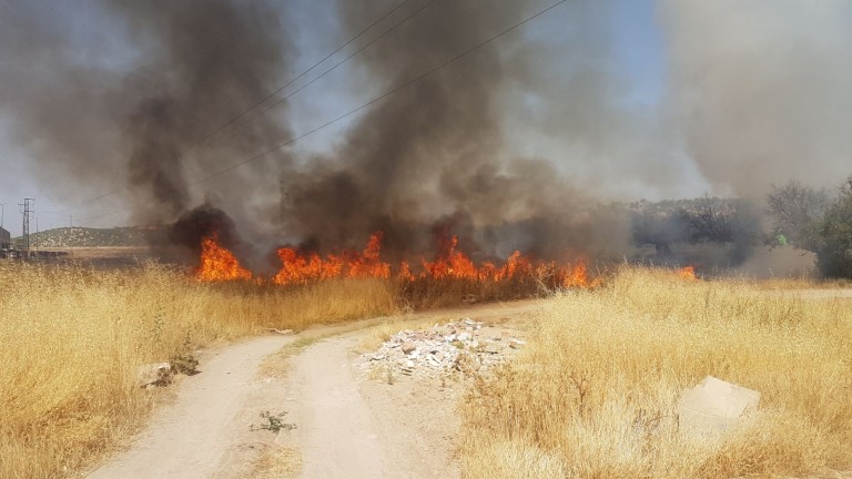 90 olivos quemados en la Ronda de los Olivares