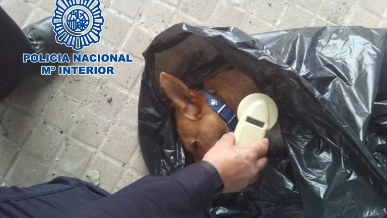 Detenido un hombre en Linares por matar a un perro a palos
