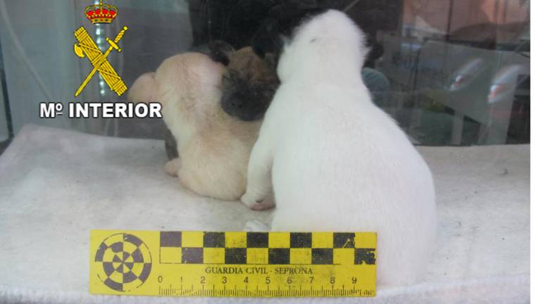 Multa a una tienda de animales por vender de cachorros sin licencia Multa a una tienda de animales por vender de cachorros sin licencia