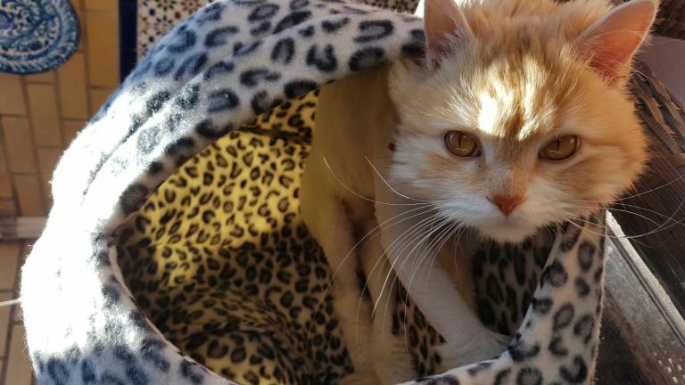 Muere un gato al que llevaron a una clínica a cortarle el pelo Muere un gato al que llevaron a una clínica a cortarle el pelo