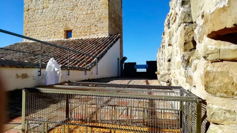 Lopera crea un sistema de control de palomas Lopera crea un sistema de control de palomas