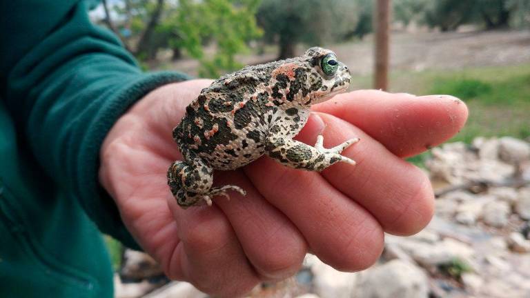 Olivares Vivos, proyecto de un paraíso de biodiversidad Olivares Vivos, proyecto de un paraíso de biodiversidad