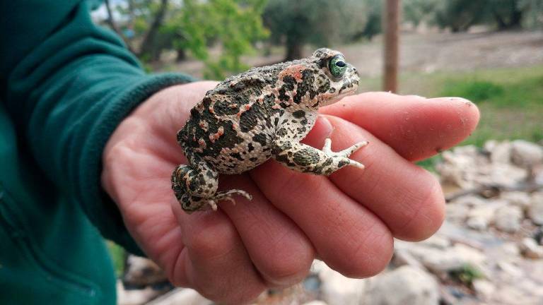 Olivares Vivos, proyecto de un paraíso de biodiversidad