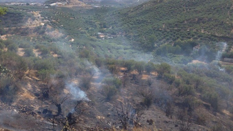 Unos 300 olivos afectados por un incendio en una finca a las afueras de la capital