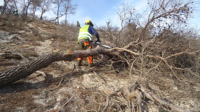 Freno a la erosión en la zona afectada por el fuego de 2015 Freno a la erosión en la zona afectada por el fuego de 2015