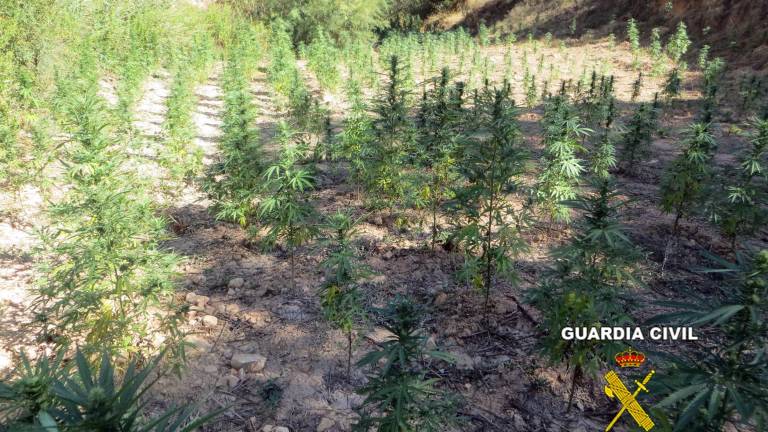 Intervenidas 1.210 plantas de Marihuana en Cabra del Santo Cristo