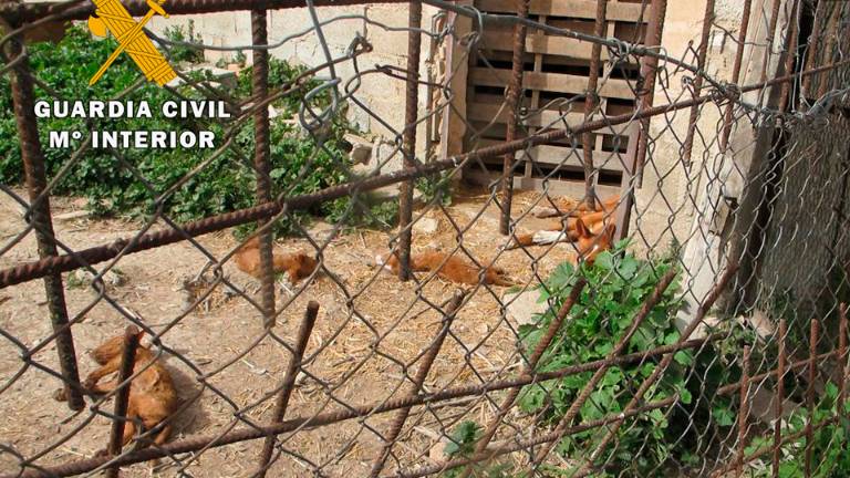 Imputado por la muerte por desnutrición de tres perros Imputado por la muerte por desnutrición de tres perros