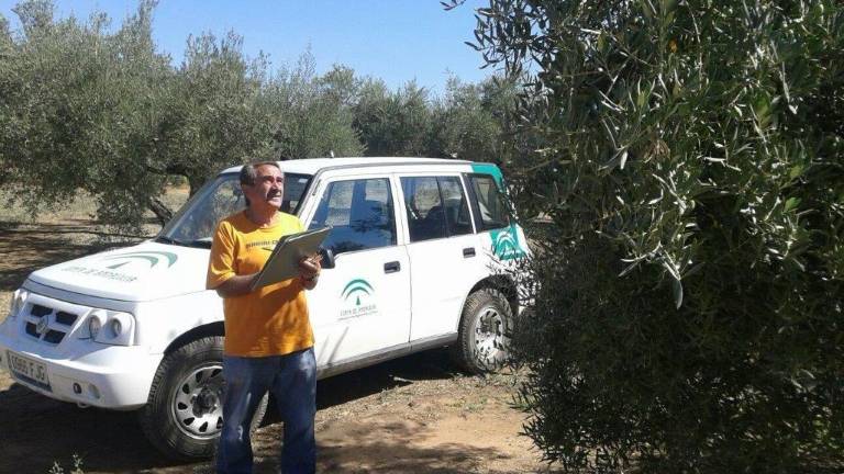 La Delegación de Agricultura empieza a aforar la aceituna La Delegación de Agricultura empieza a aforar la aceituna