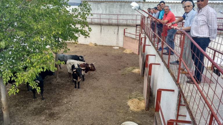 Expectación ante la corrida