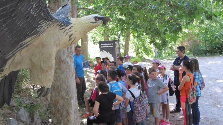 El descenso de las rapaces