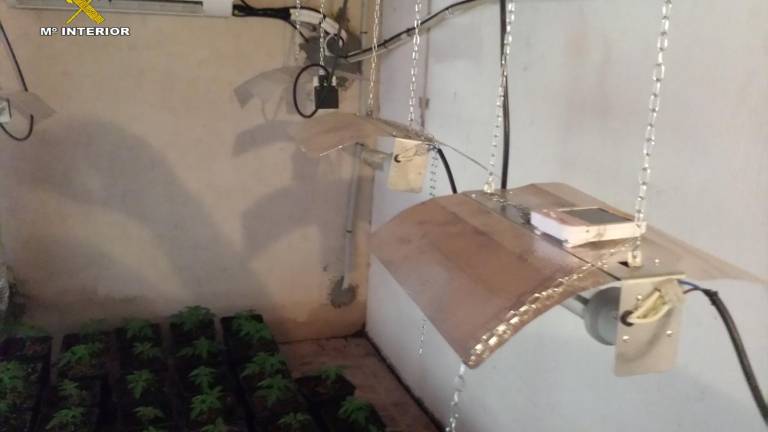 Desmantelada una plantación de marihuana Desmantelada una plantación de marihuana
