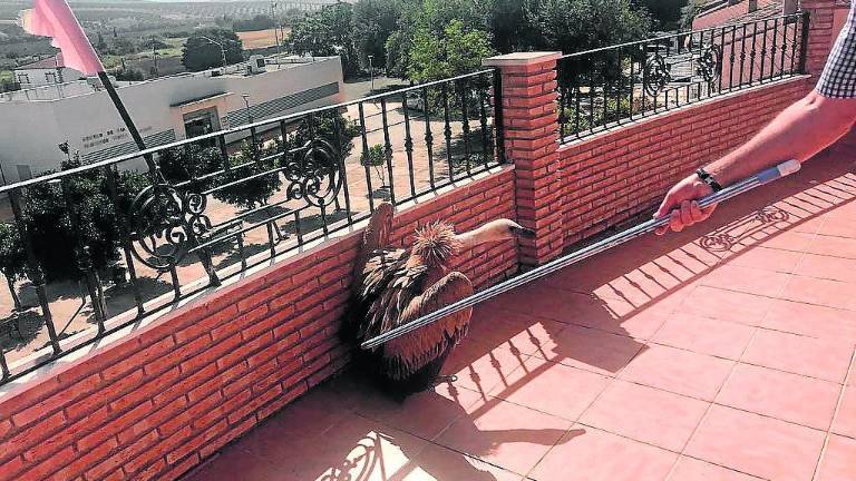 Rescatado un nuevo buitre en una vivienda particular Rescatado un nuevo buitre en una vivienda particular