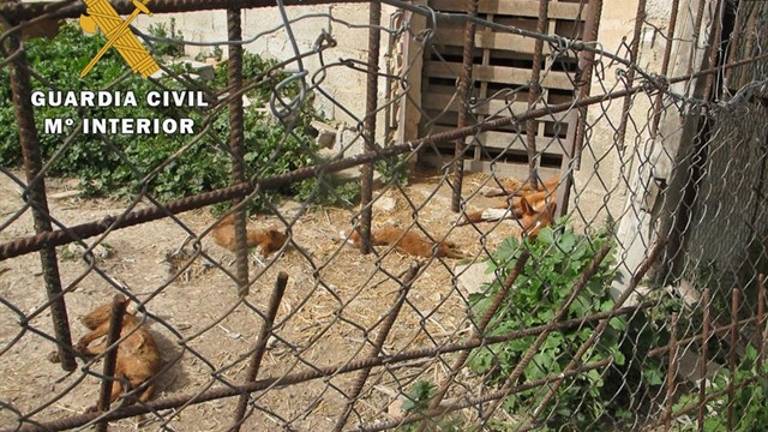 Denunciado 60 veces un cazorleño por el mal estado de sus perros Denunciado 60 veces un cazorleño por el mal estado de sus perros
