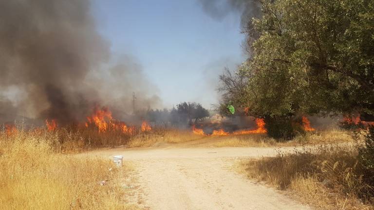 90 olivos quemados en la Ronda de los Olivares