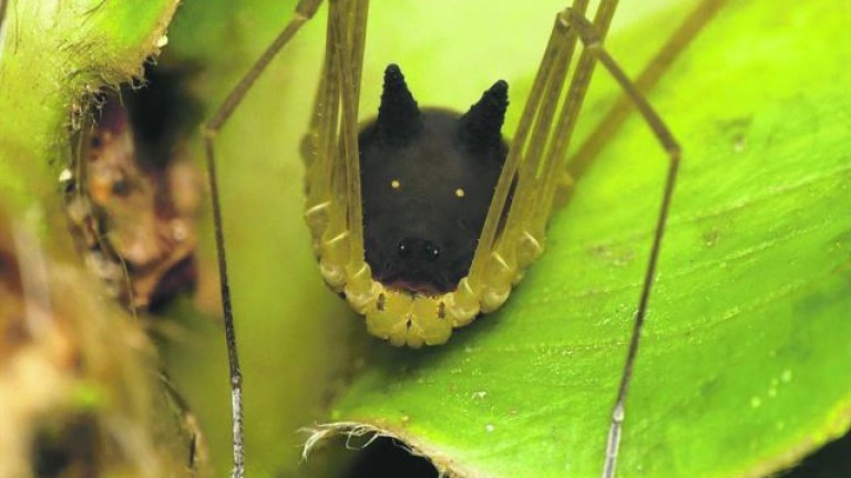 Una araña de la Amazonía con cara de perro