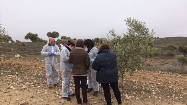 Preocupación en el olivar tras el caso de Xylella en Madrid Preocupación en el olivar tras el caso de Xylella en Madrid
