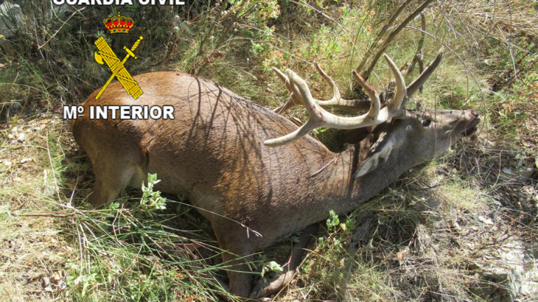 Investigados por fracturar presuntamente la malla de un coto de caza en Los Villares y matar a un ciervo