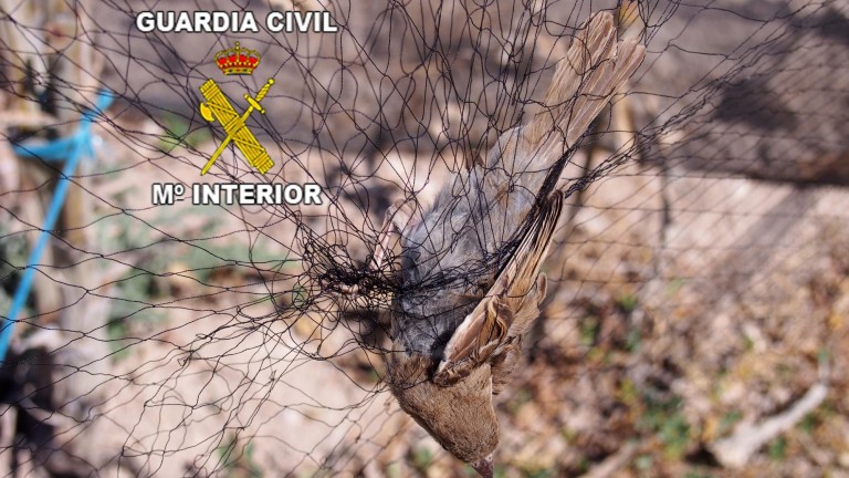 La Guardia Civil de Jaén denuncia el uso de medios prohibidos en la caza
