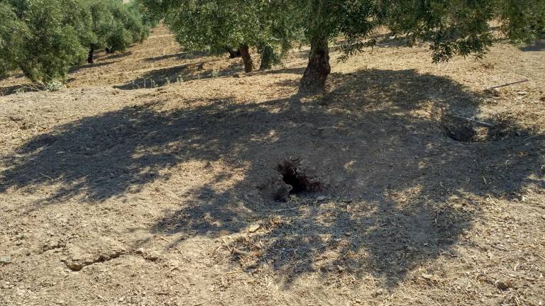 Olivareros de Jabalquinto sufren daños millonarios por una plaga de conejos Olivareros de Jabalquinto sufren daños millonarios por una plaga de conejos