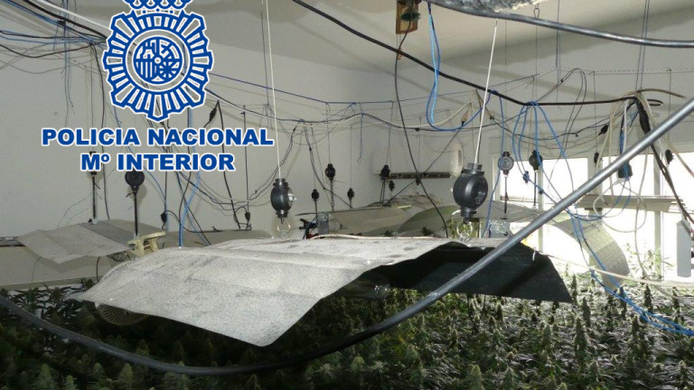 Dos detenidos y 235 plantas de marihuana intervenidas en Andújar