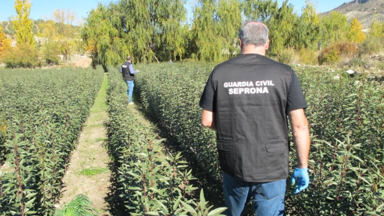 Investigado el dueño de un vivero acusado de cultivar variedades de almendro protegidas