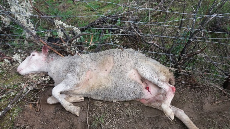 COAG-Jaén lanza la voz de alarma por nuevos ataques de perros a la ganadería