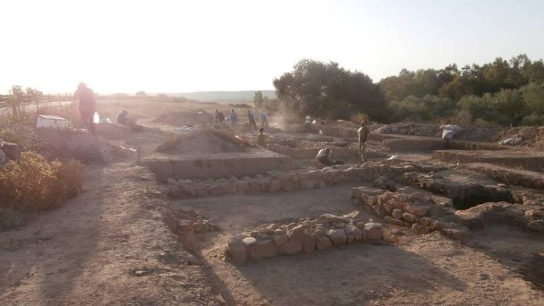 Huesos que contarán cómo era el olivar de los romanos Huesos que contarán cómo era el olivar de los romanos
