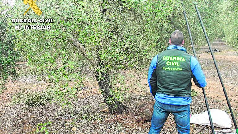 Una parte de la aceituna robada ya había sido recogida