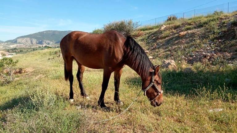 Yegua perdida en Pozo Alcón Yegua perdida en Pozo Alcón