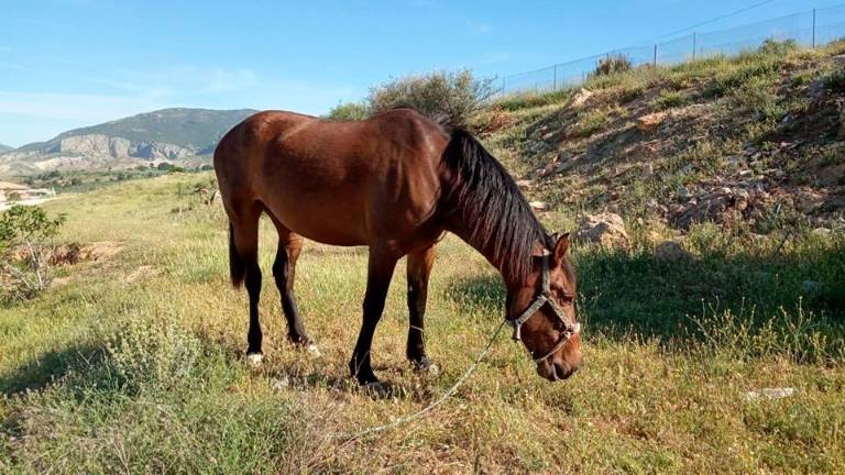 Yegua perdida en Pozo Alcón