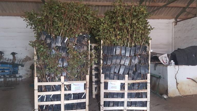 El cultivo del “oro verde” crece El cultivo del “oro verde” crece