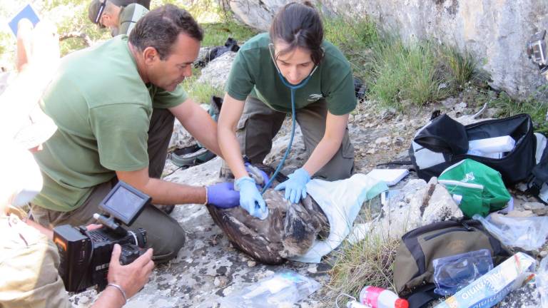El quebrantahuesos renace El quebrantahuesos renace