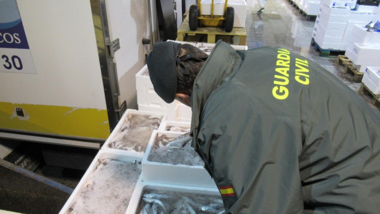 Intervenidos casi 500 kilos de pescado inmaduro en Jaén capital