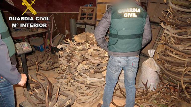 Desarticulados tres grupos por compra-venta fraudulenta de astas Desarticulados tres grupos por compra-venta fraudulenta de astas
