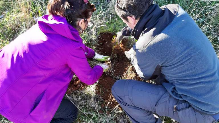 Continúa la repoblación de encinas y coscojas en la capital por parte de GEA